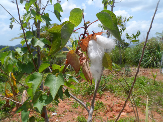 12 White fresh cotton seeds. typical variety of Puerto Rico. Easy to grow plant!