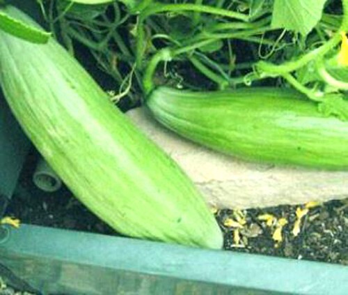 25+ Banana Melon Seeds | NON-GMO | Heirloom | Fresh | CANTALOUPE | MUSKMELON