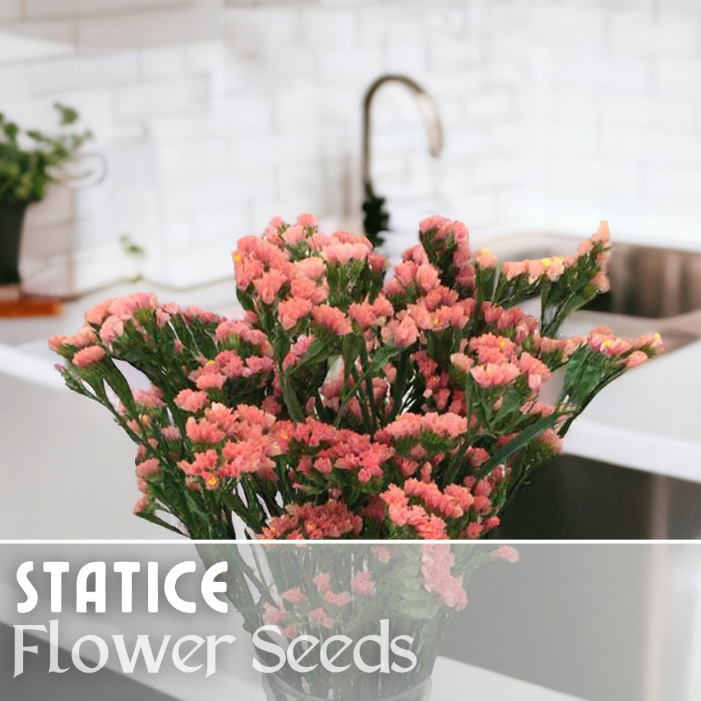 Statice Seeds – 85 Seeds – Garden Bloom Flower Seed Flowers Garden Limonium