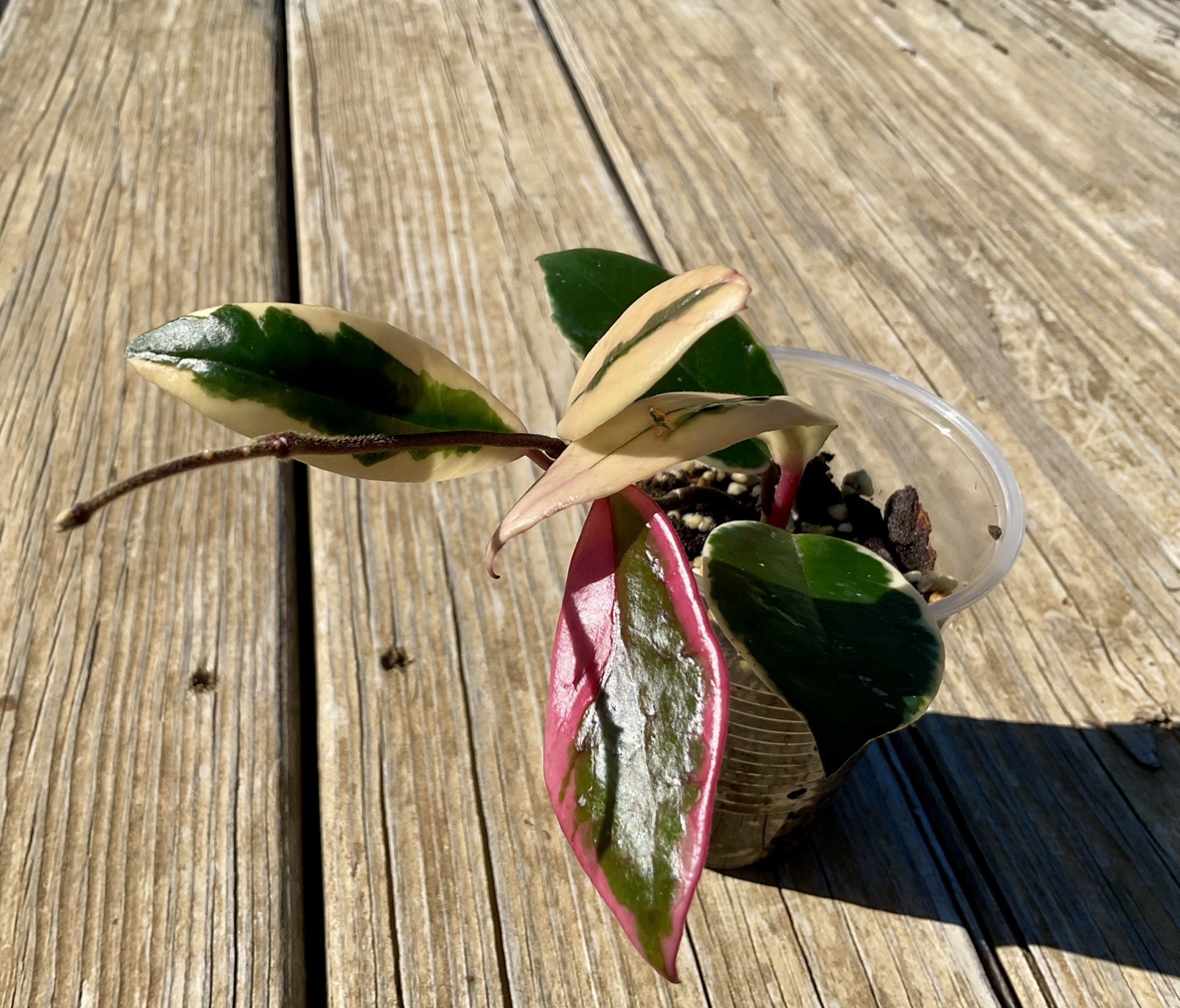 Hoya Flamingo Dream Plant In 3” Pot