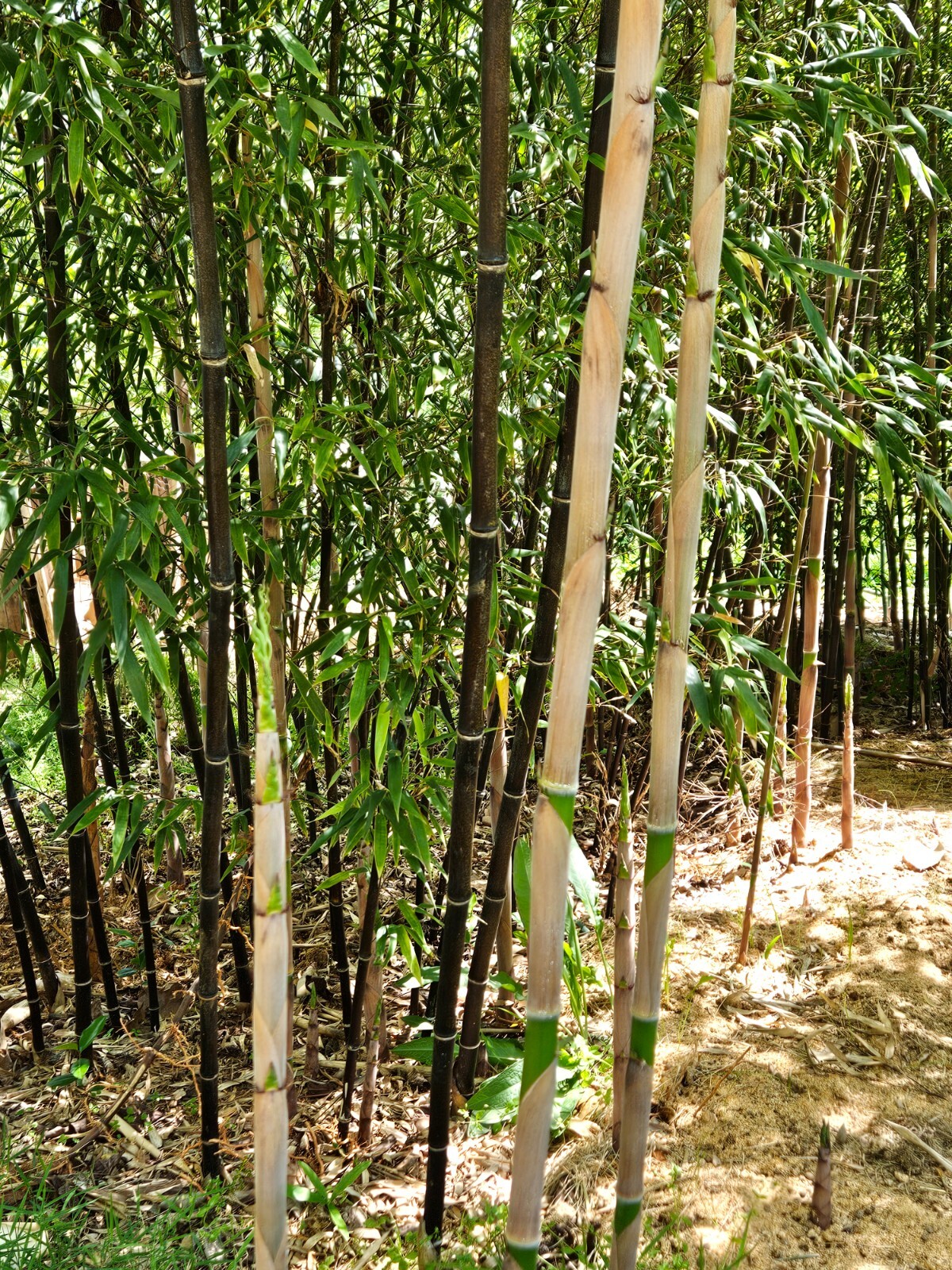 (6) Black Bamboo Rhizomes – Cold-Hardy, Evergreen – Privacy Screen, Fast-Growing
