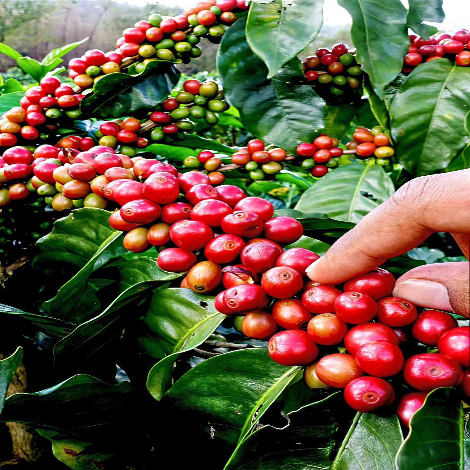 10 Coffea arabica Seeds Tropical EXOTIC Coffee Bean Indoor House Plant Tree RARE
