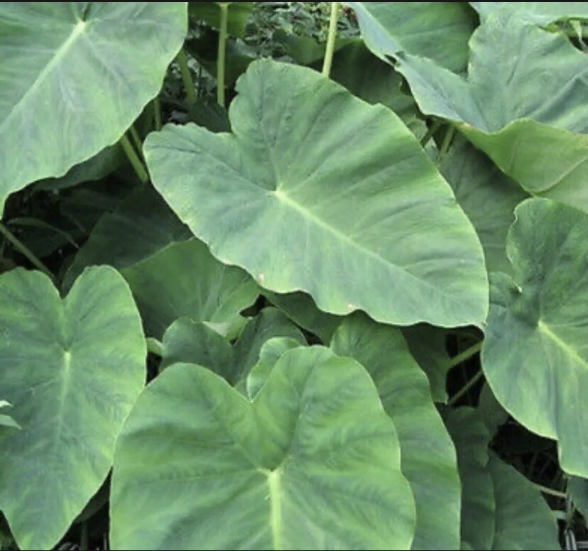50 GREEN TARO ELEPHANT EAR WATER LILY BULBS ROOTS POND PLANT EDIBLE.