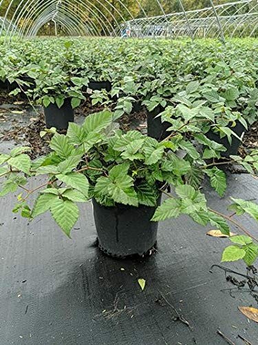 Green Promise Farms Rubus Chester Thornless Blackberry Edible-Shrub Blackberry