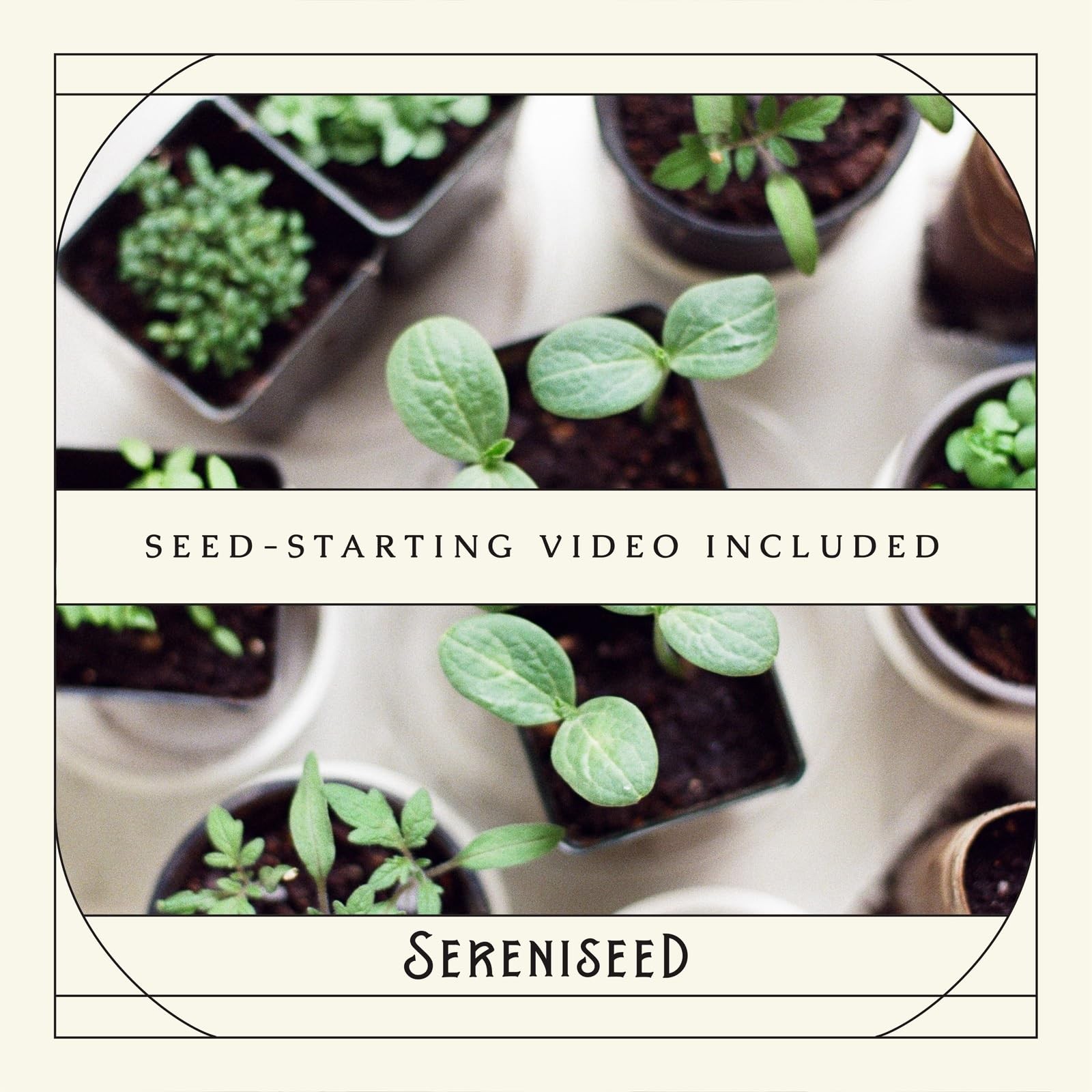 Sereniseed Certified Organic Herb Seeds (10-Pack) – Non GMO, 10-Pack, brown