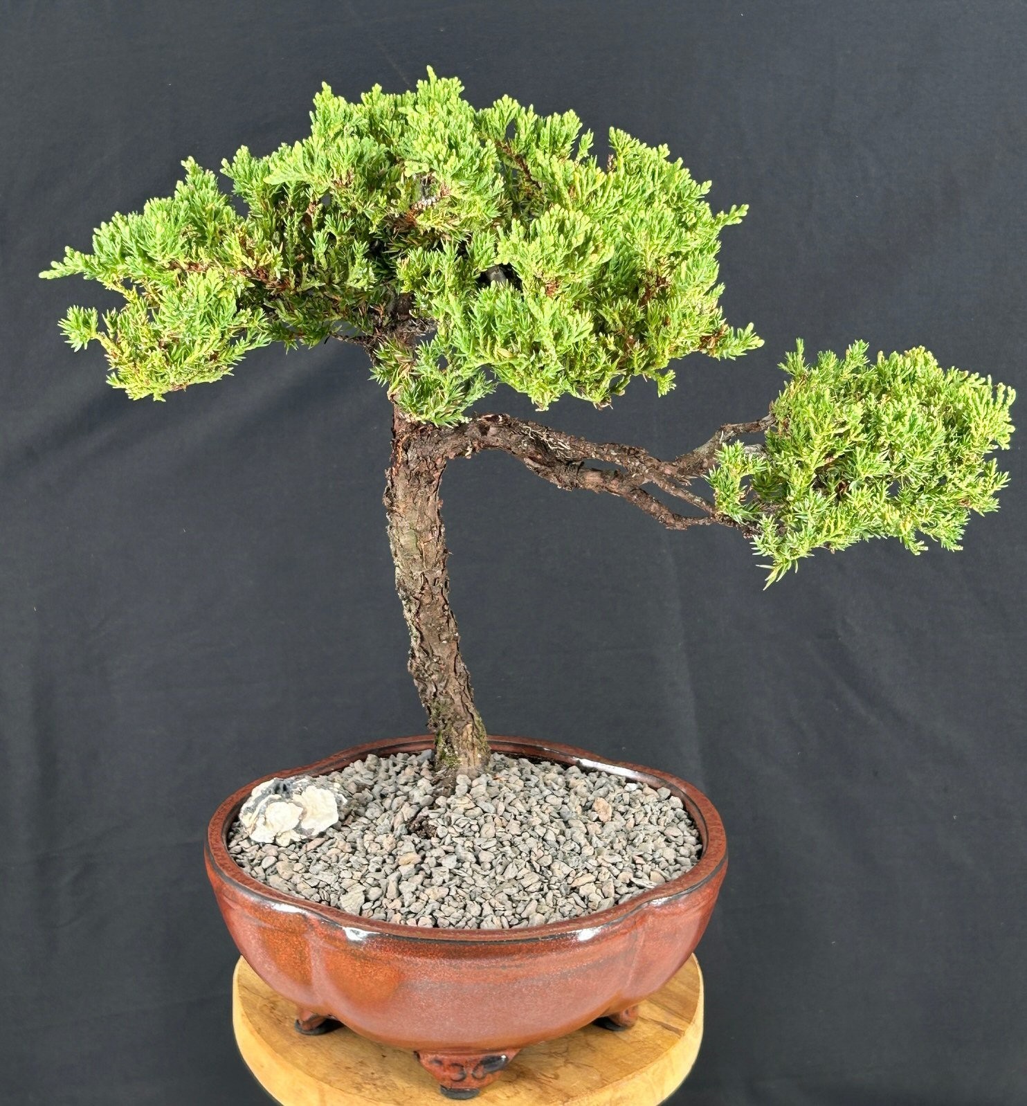 Trained Juniper Bonsai Tree 15″H Outdoor Finished Juniper Procumbens Nana Plant