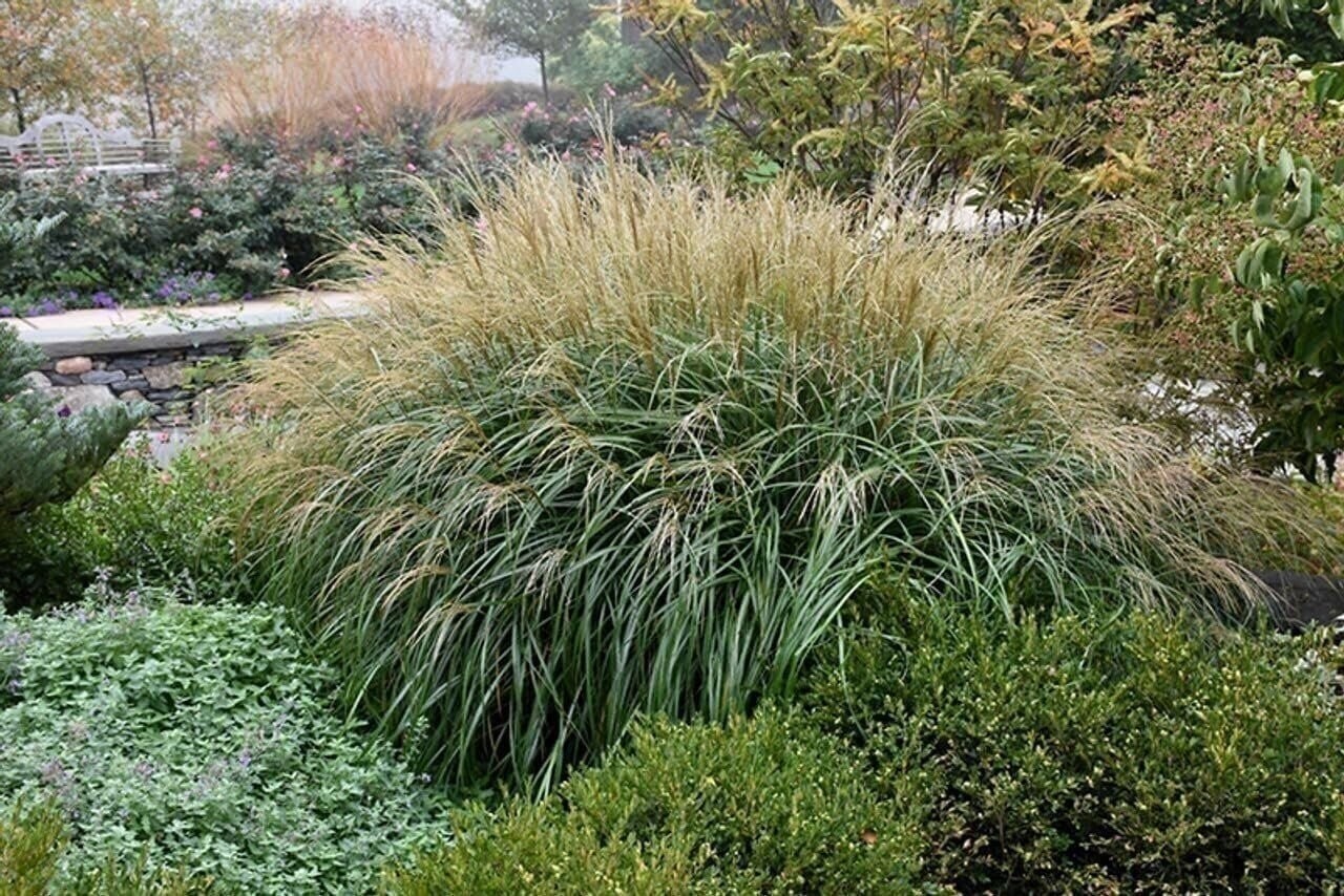 Adagio Maiden Grass | 2 Inch | Miscanthus sinensis | Ornamental Grass Plant