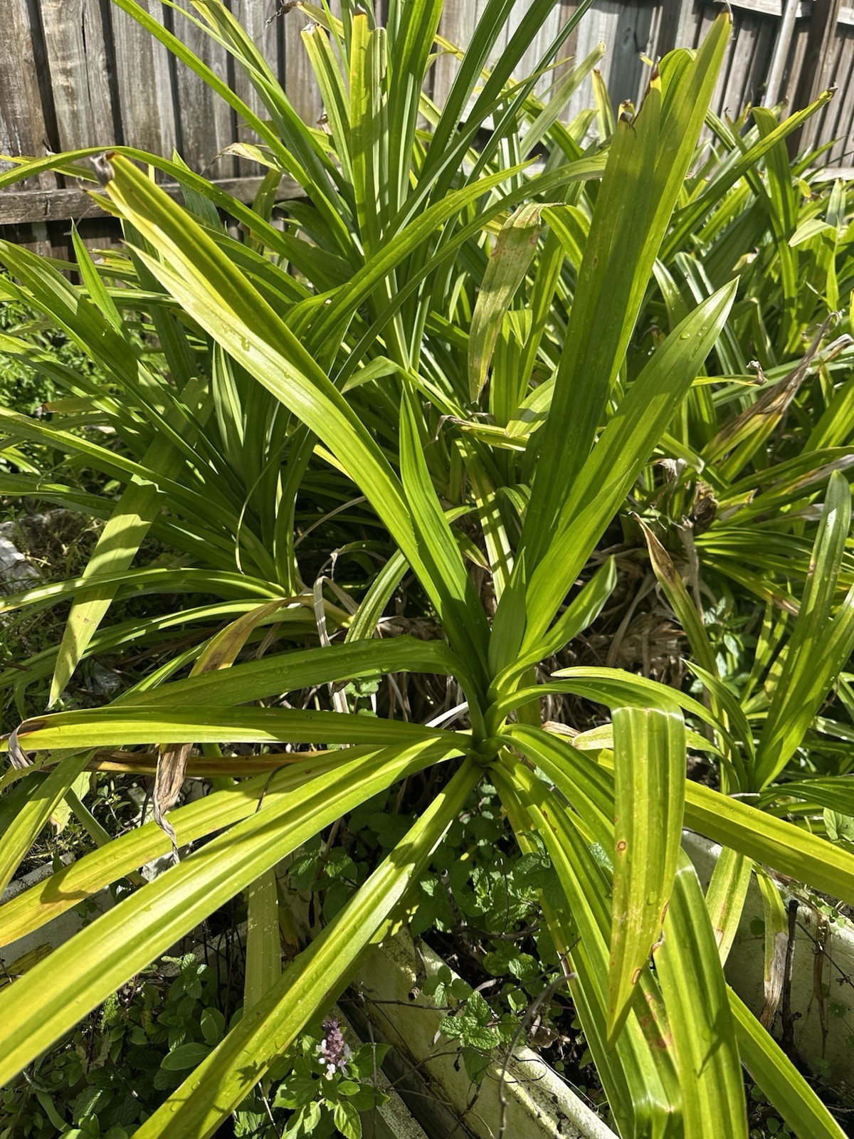 1 Live Pandan tree With Roots 6-8 Inch (lá Dứa) no pot