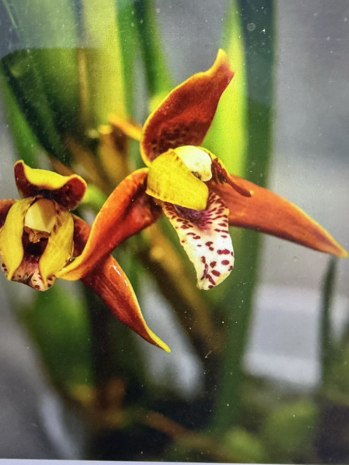 ORCHID Plant Maxillaria Stem short starter for propagation