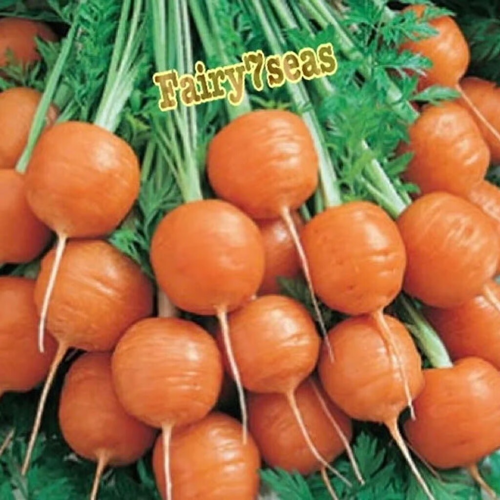 Parisian Carrot Seeds – Daucus Carota – Orange Skin and Flesh