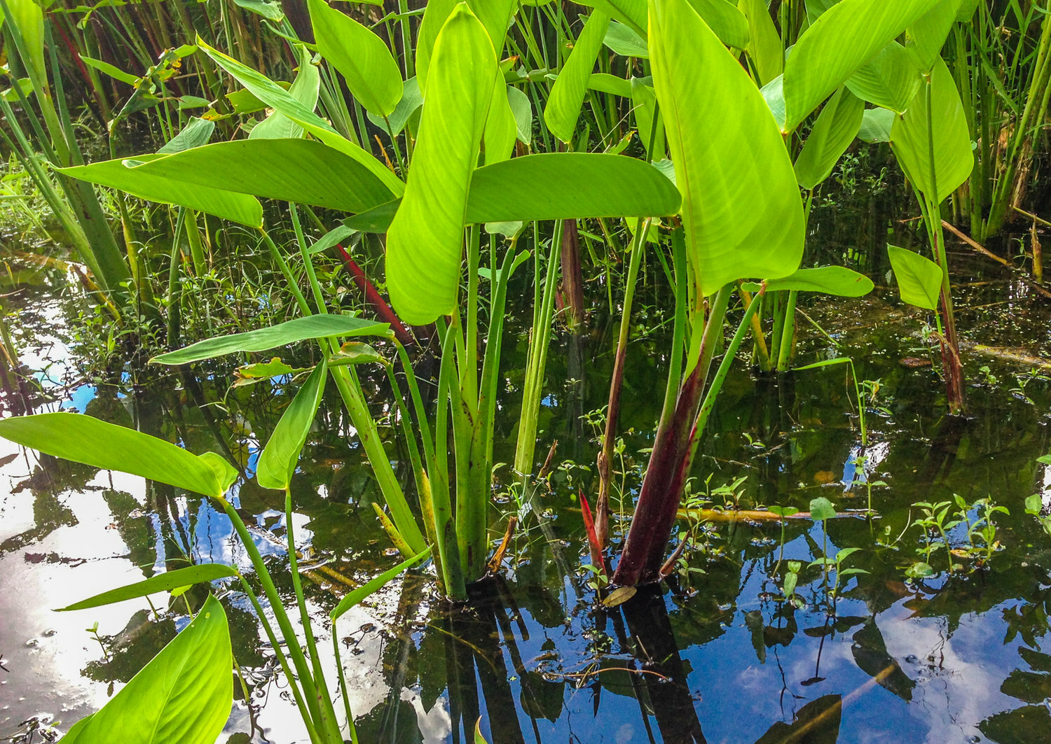 Live Red Stem Thalia Tropical Aquatic Marginal Pond/Bog Plant