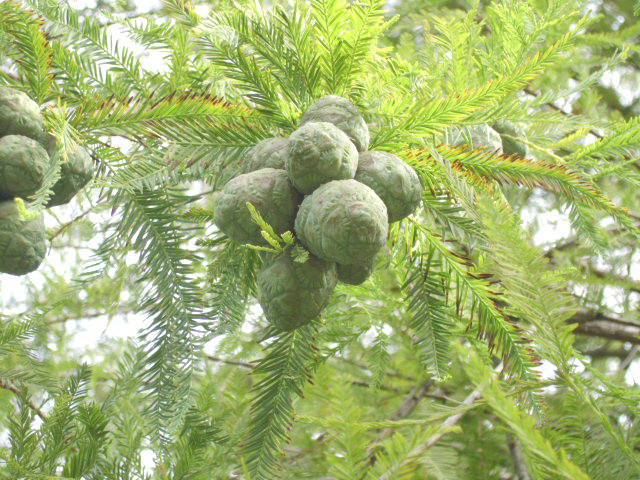 25 DAWN REDWOOD SEEDS – Metasequoia glyptostroboides
