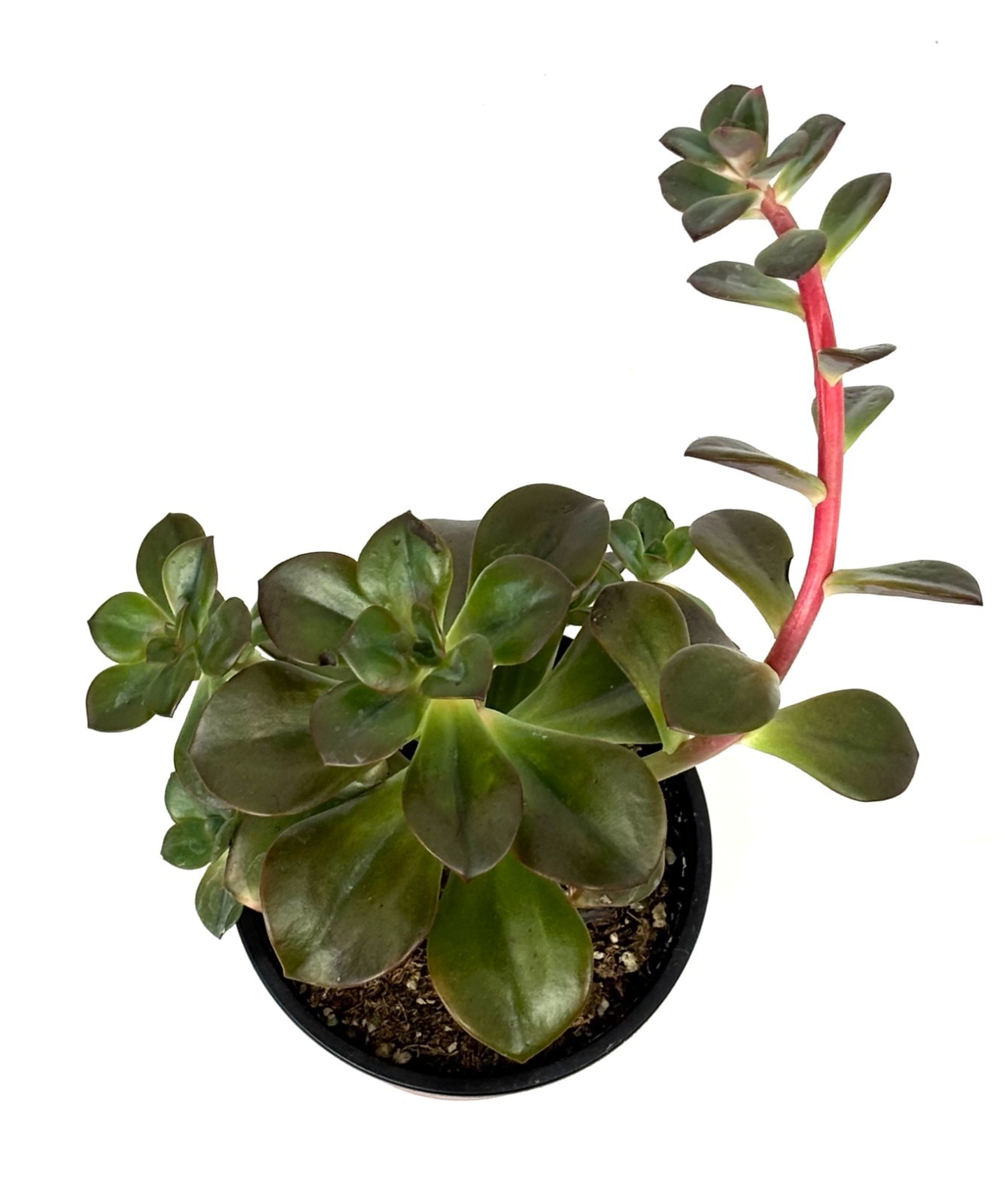 Echeveria ChromaSucculents, 4″ pots
