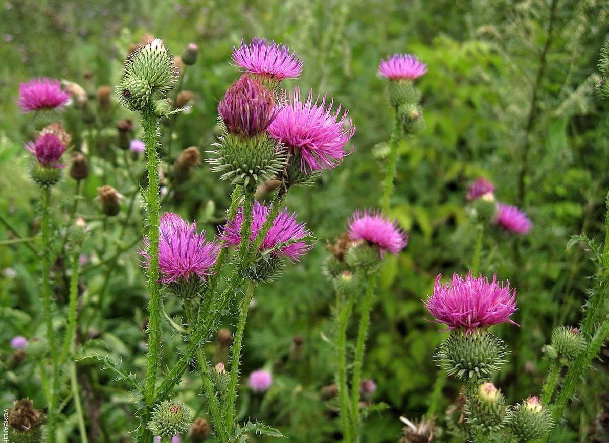 Milk Thistle Seeds – Non-GMO, Heirloom, Purple Variety for Health Benefits