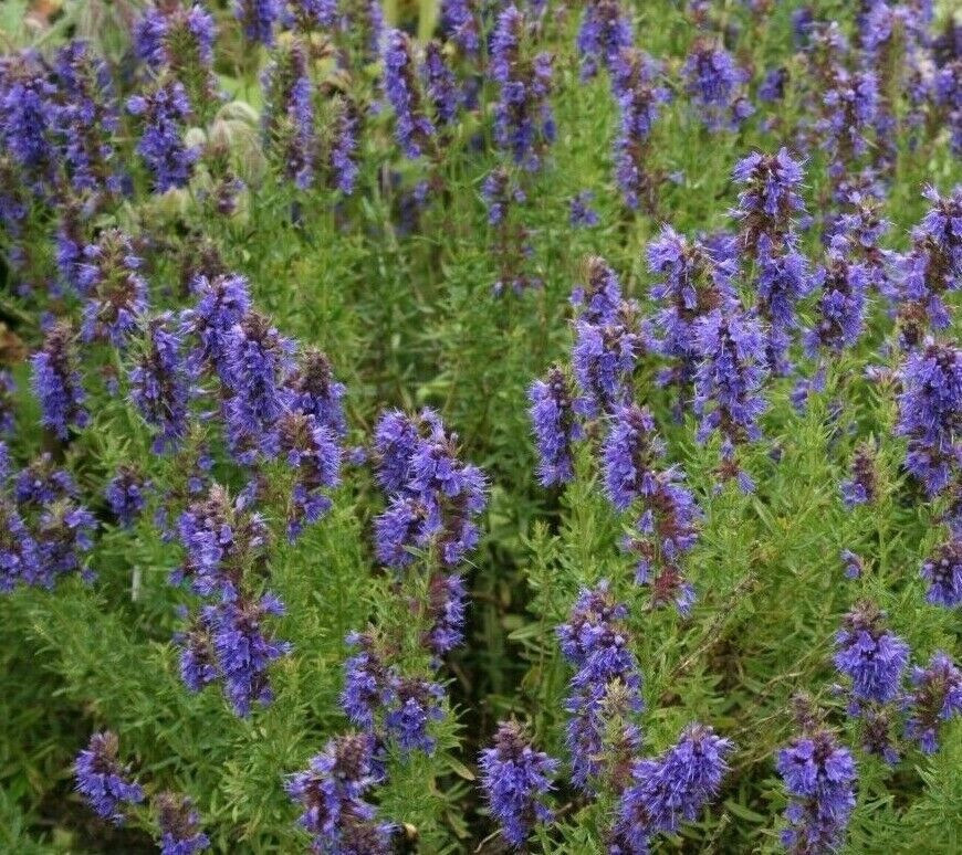 500+ HYSSOP SEEDS PERENNIAL FRESH HARVEST FOR 2024 GARDENS