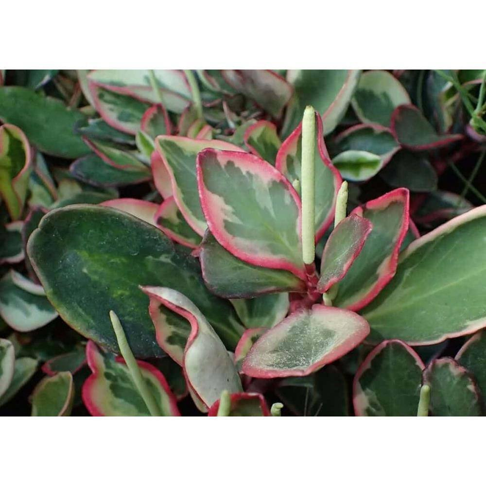 Peperomia Ginny-3 Live Plants in 4 In. Growers Pots-Peperomia Clusiifolia-Rare a
