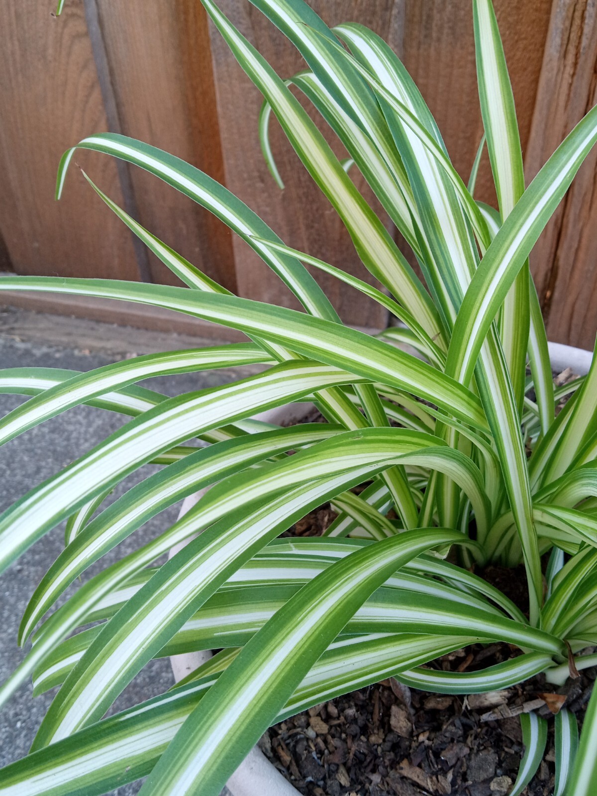 1 Variegated Live Spider Plant Pup ‘Chlorophytum Comosum” Rooted-Ready to Grow