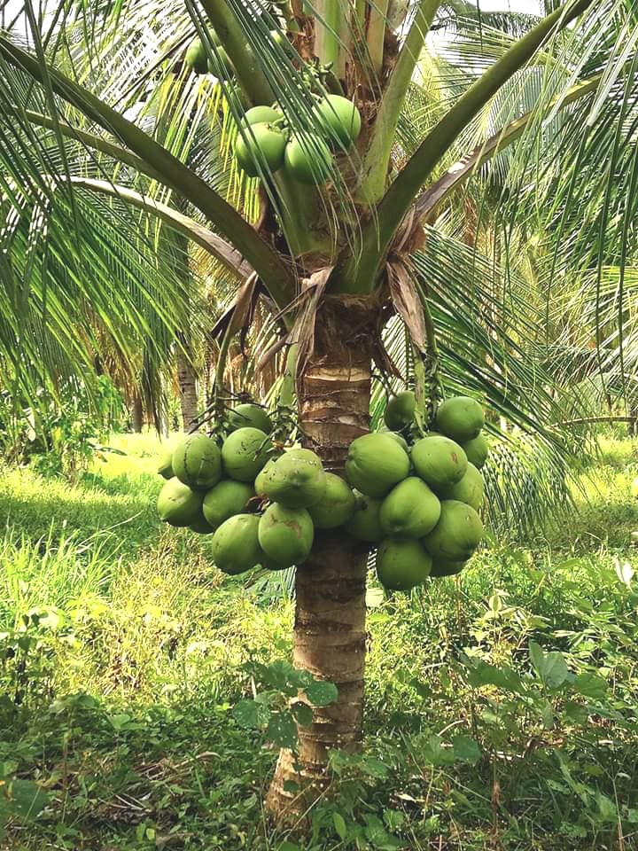 LIVE XL COCONUT PLANT Green Dwarf 1 – 3 Foot Cocos nucifera palm edible fruit