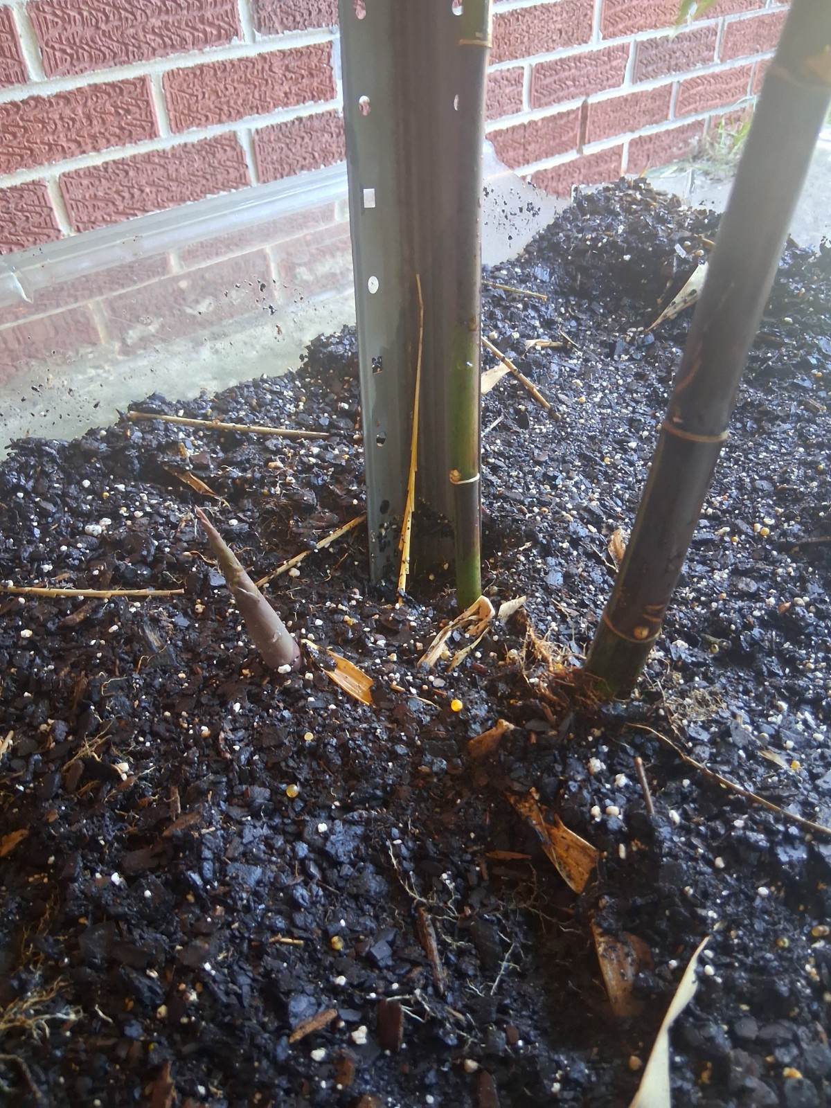 Lako bamboo live plant