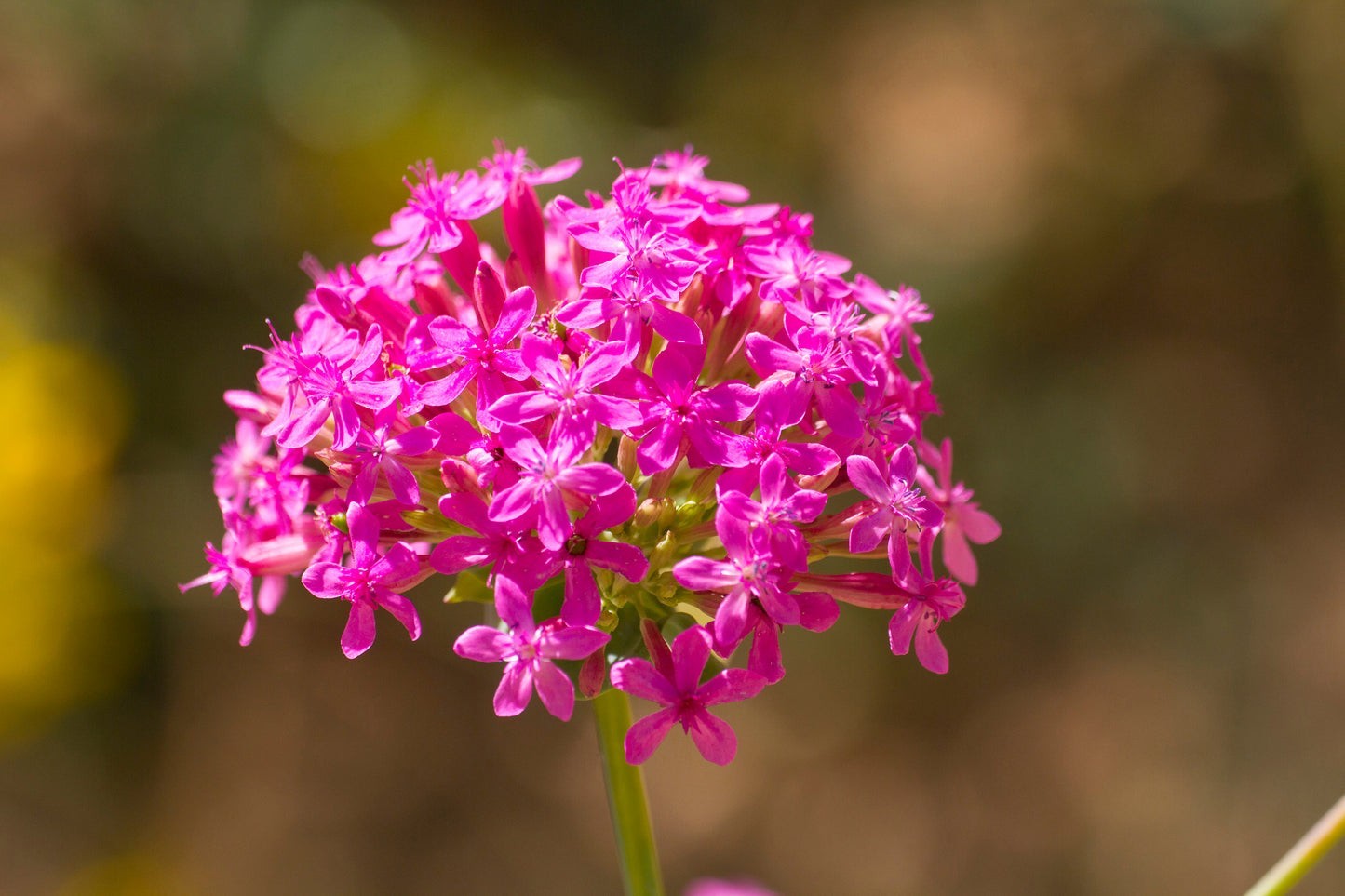 None So Pretty Catchfly Seeds (silene armeria), Sweet William Catchfly