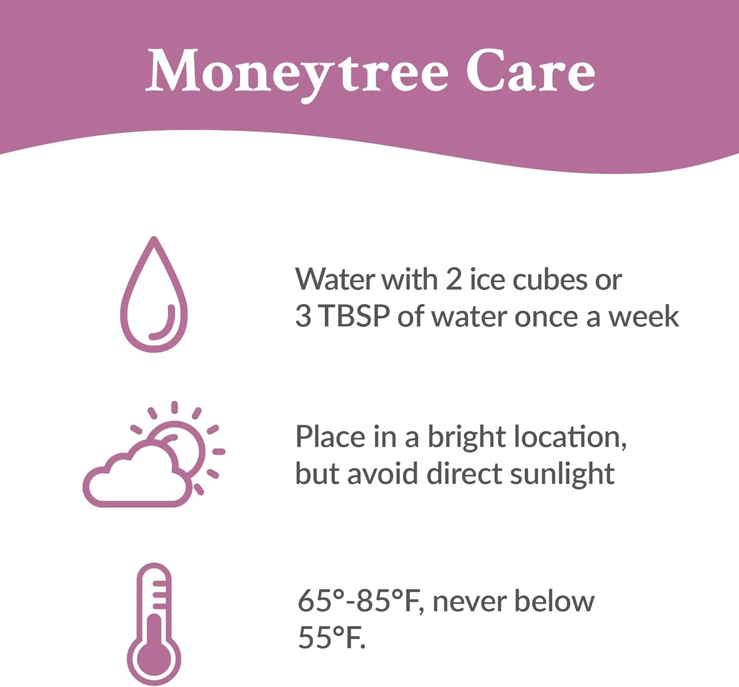 Just Add Ice 14-16″ Money Tree Live Plant in 5″ Brown Wood Pot, House Plant