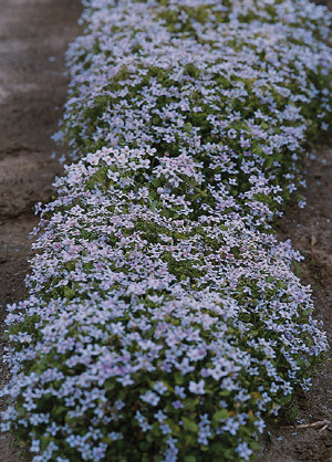 Cress Purple Cress Perpetuum 2,000 seeds