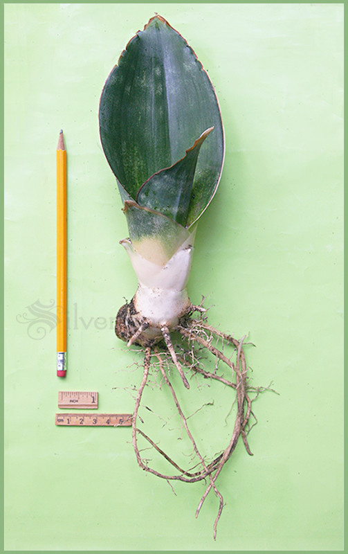 SANSEVIERIA Sp Nov km 42 No 21837 — Mafinga Tanzania — BLUE FORM • SUPER RARE