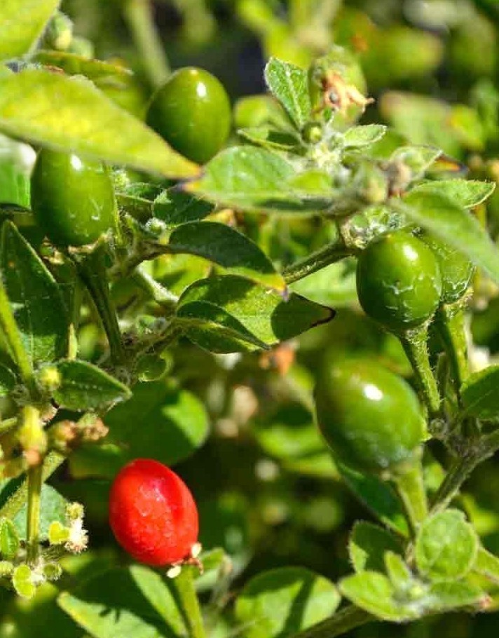 20 Classic Fresh Hot Chiltepin Premium Pepper Seeds-A 19
