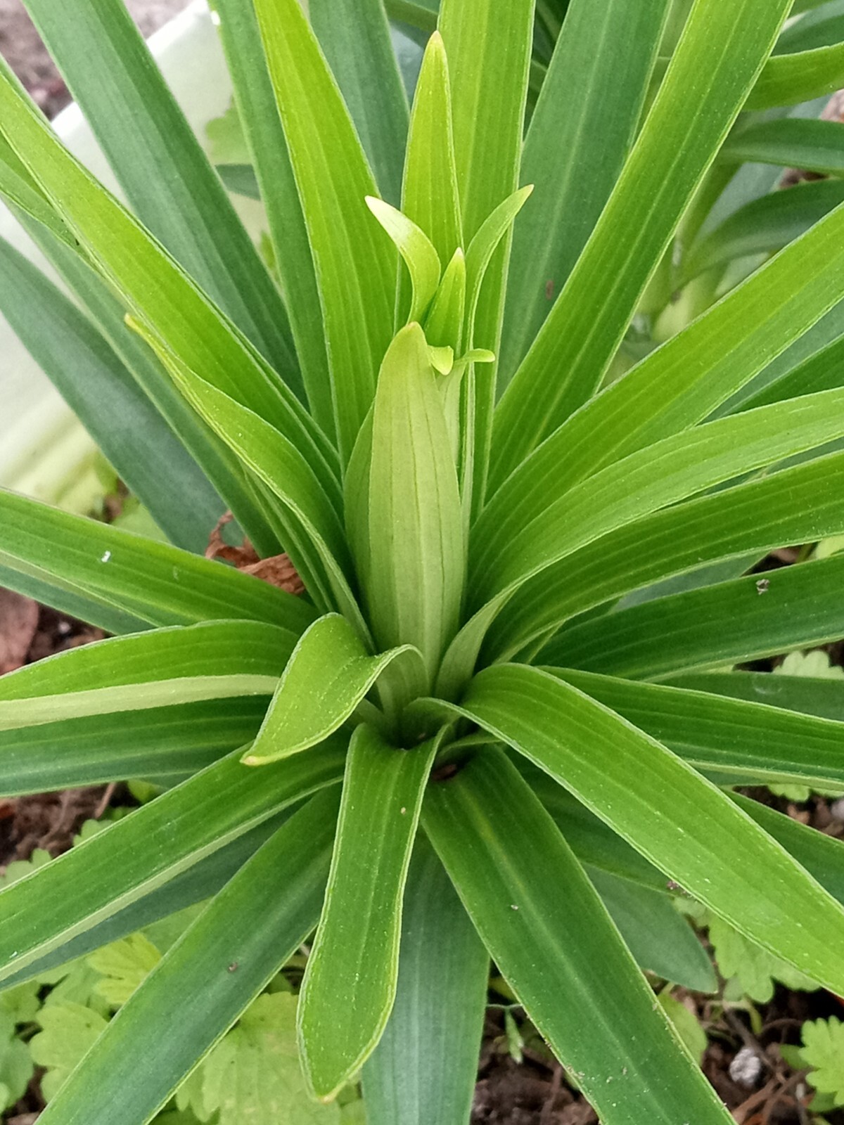 1 Organic Tiger Lily 有机百合 Lilium Lancifolium Edible Perennial Live Rooted Plant