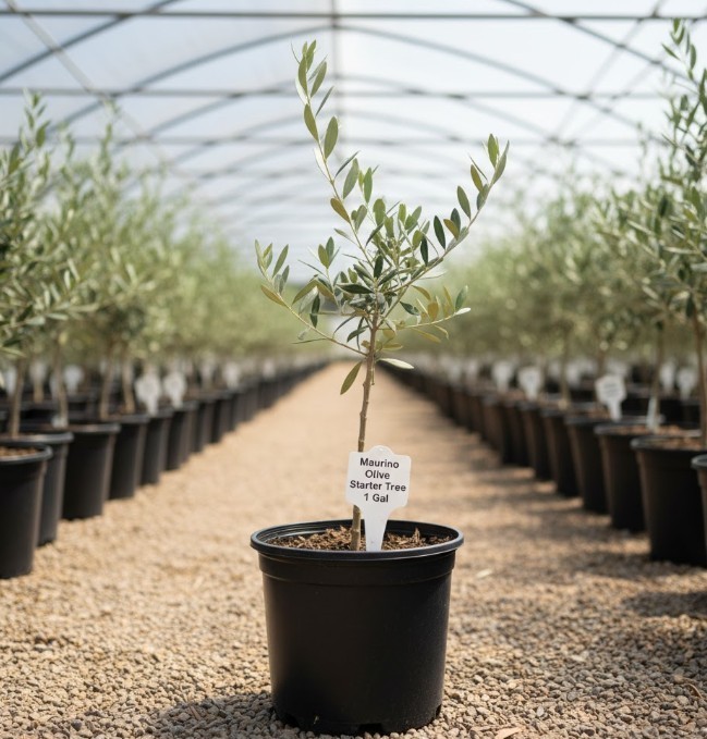 Maurino Olive Tree 18″Tall Indoor Tropical Fruit Tree Ready to Plant Great Gift