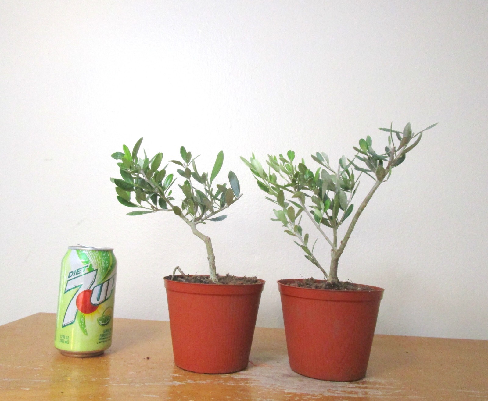 2 Dwarf European Olive for mame shohin bonsai tree
