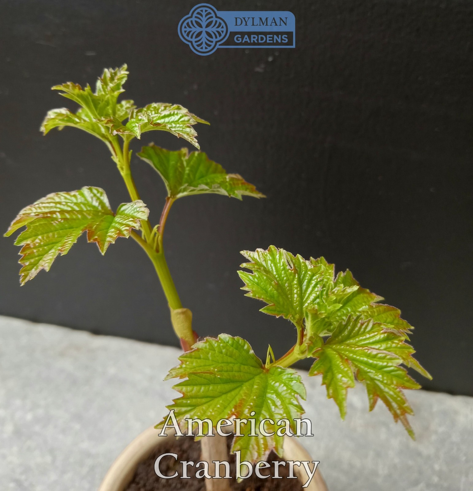 American Cranberry (Viburnum opulus var. americanum) Crampbark – Multiple Sizes