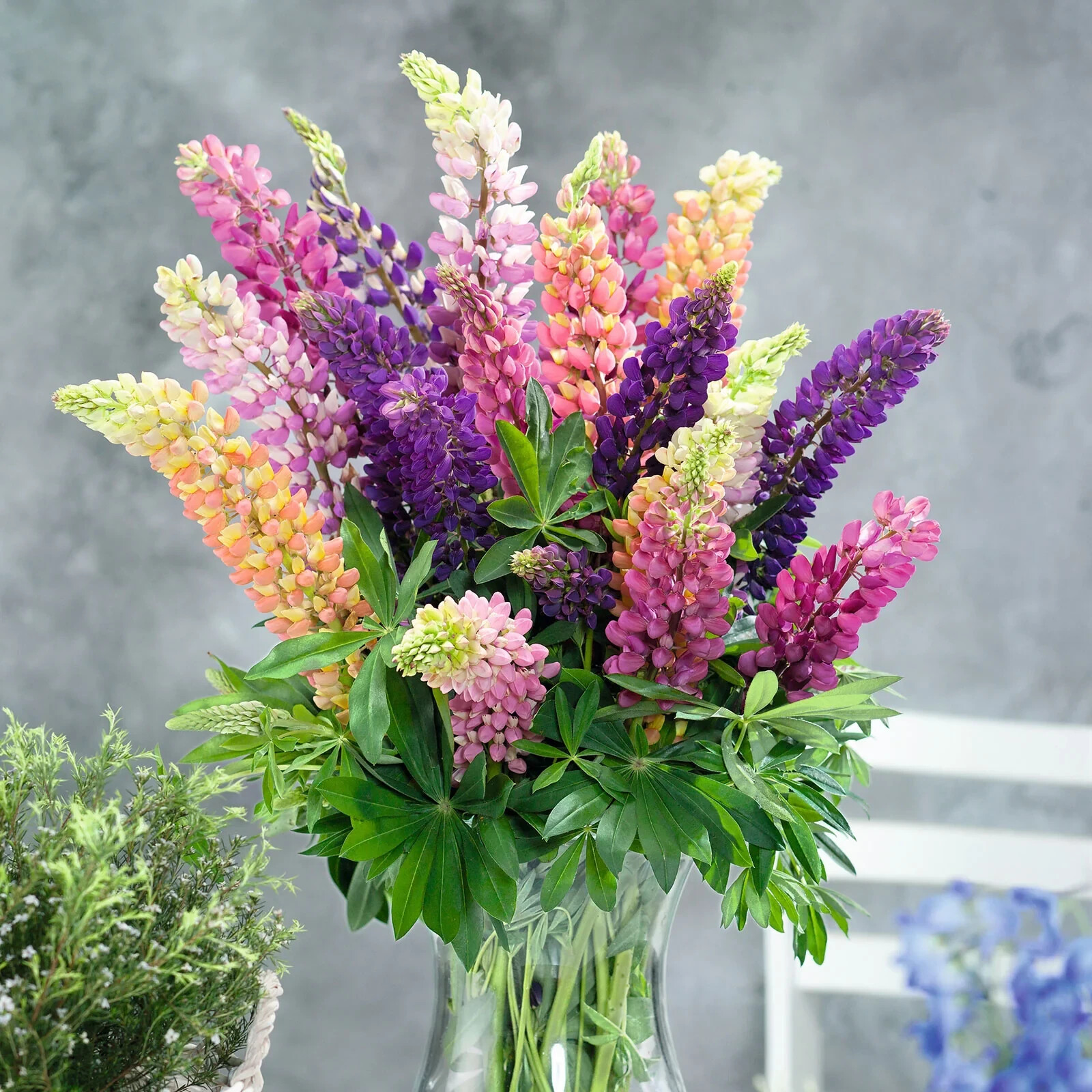 1/2 oz, 500+ seeds Russell Lupine Perennial Mixed Colors Lupinus Polyphyllus