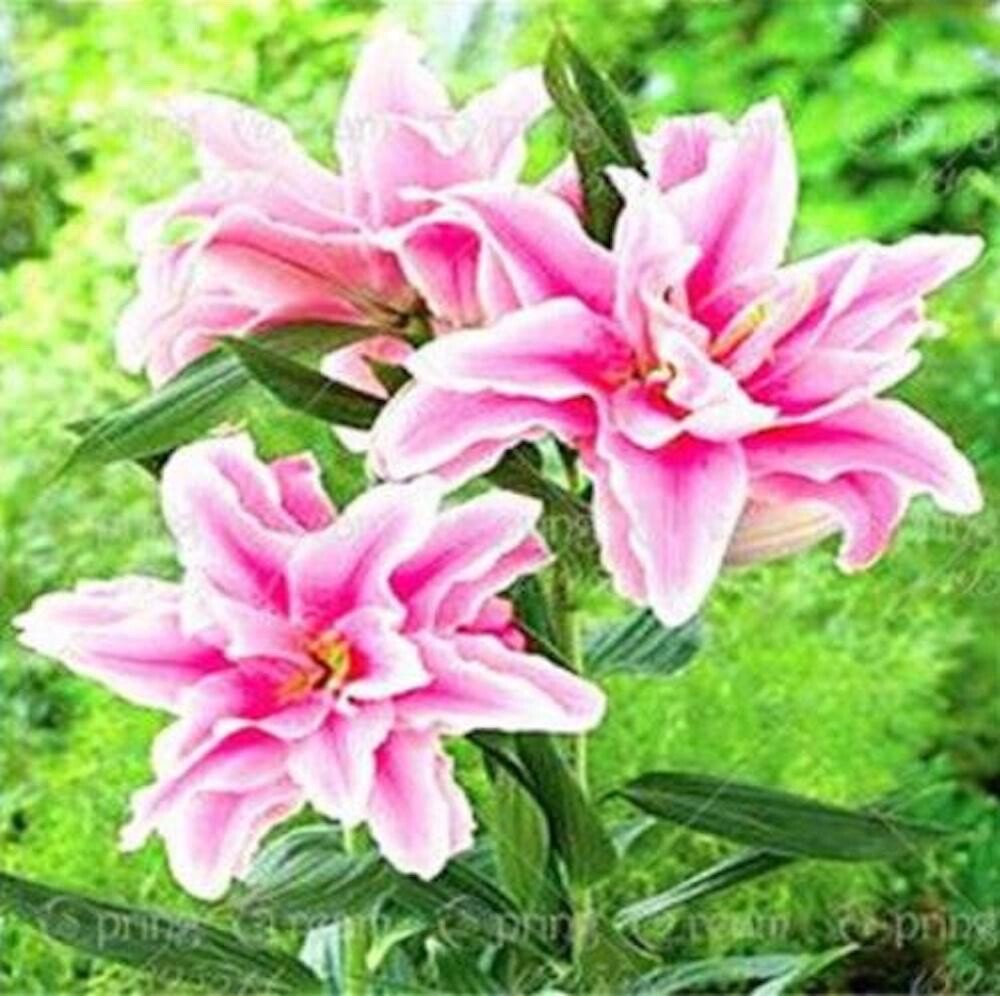 20 SEEDS for Light Pink LILY RARE flower exotic home garden plant USA Seller
