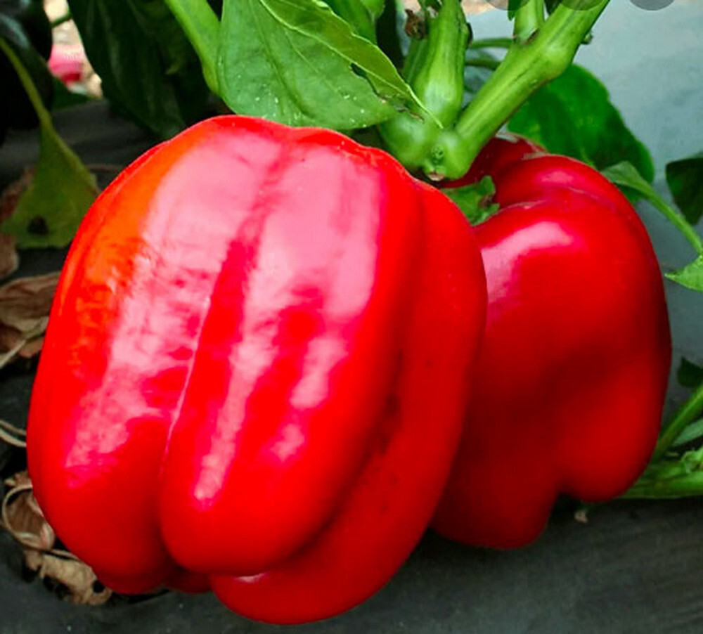 1 oz Big Red Bell Pepper Seeds Heirloom – Non-GMO -(Approx 4000 Seeds)