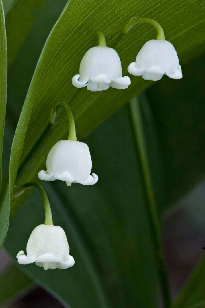 10 Lily of the Valley Bulbs, Convallaria majalis