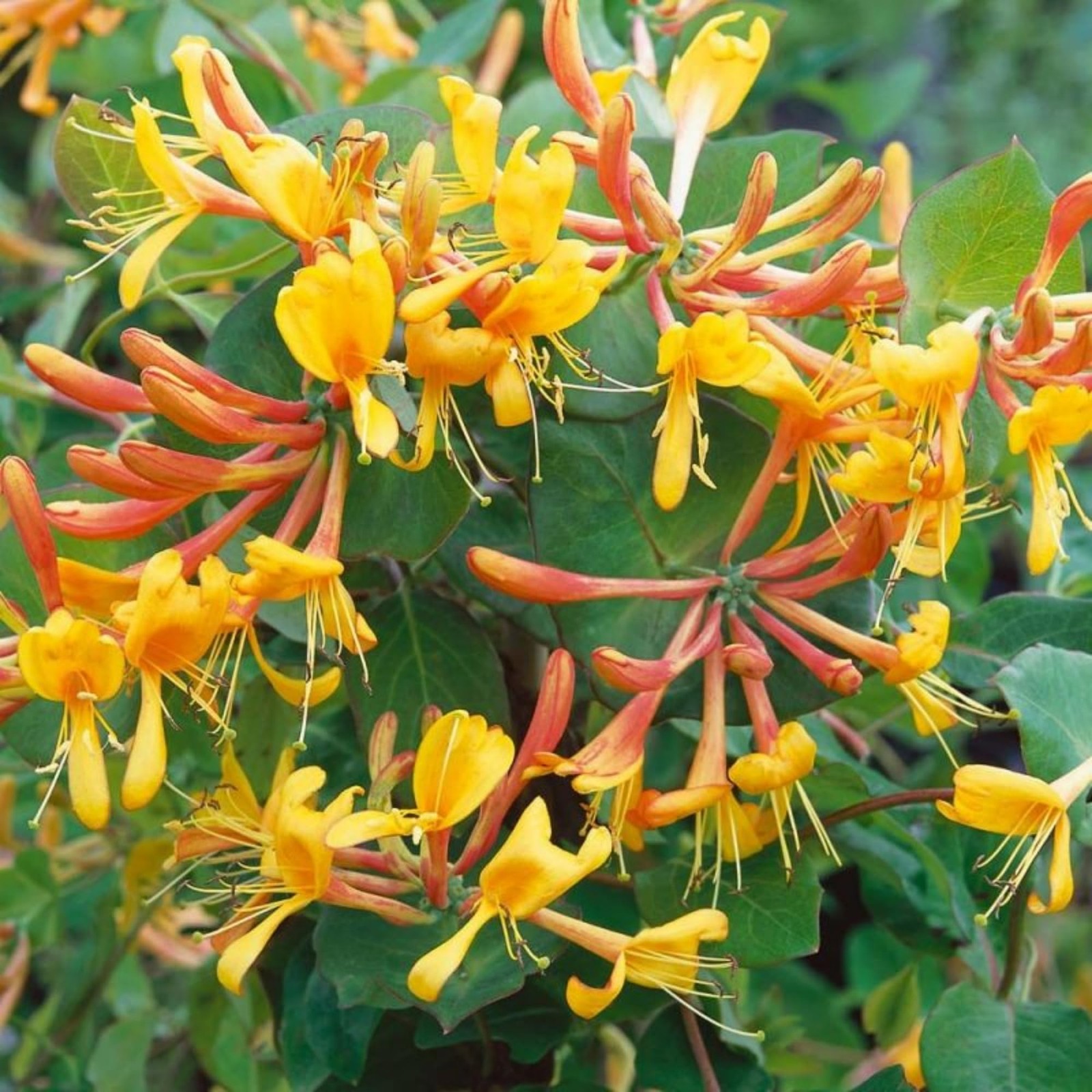 300+ Honeysuckle Seeds for Planting Vine,Honeysuckle Mix color