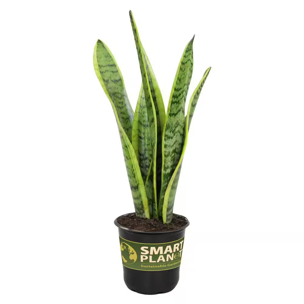 Variegated Live Snake Plant (Sansevieria Zeylanica) Air Purifying Houseplant in