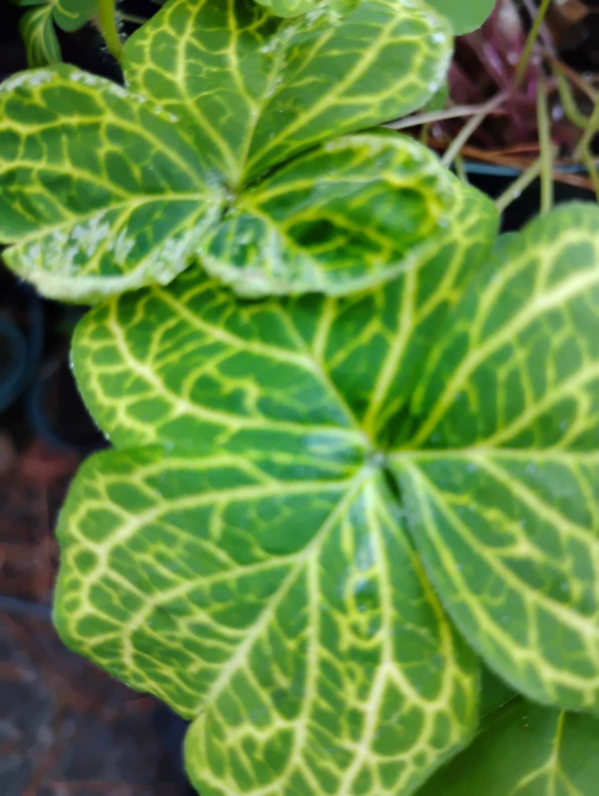 RARE OXALIS COLLECTION: 1 YELLOW, 1 PURPLE &GREEN LEAF VERY EASY TO GROW!!!