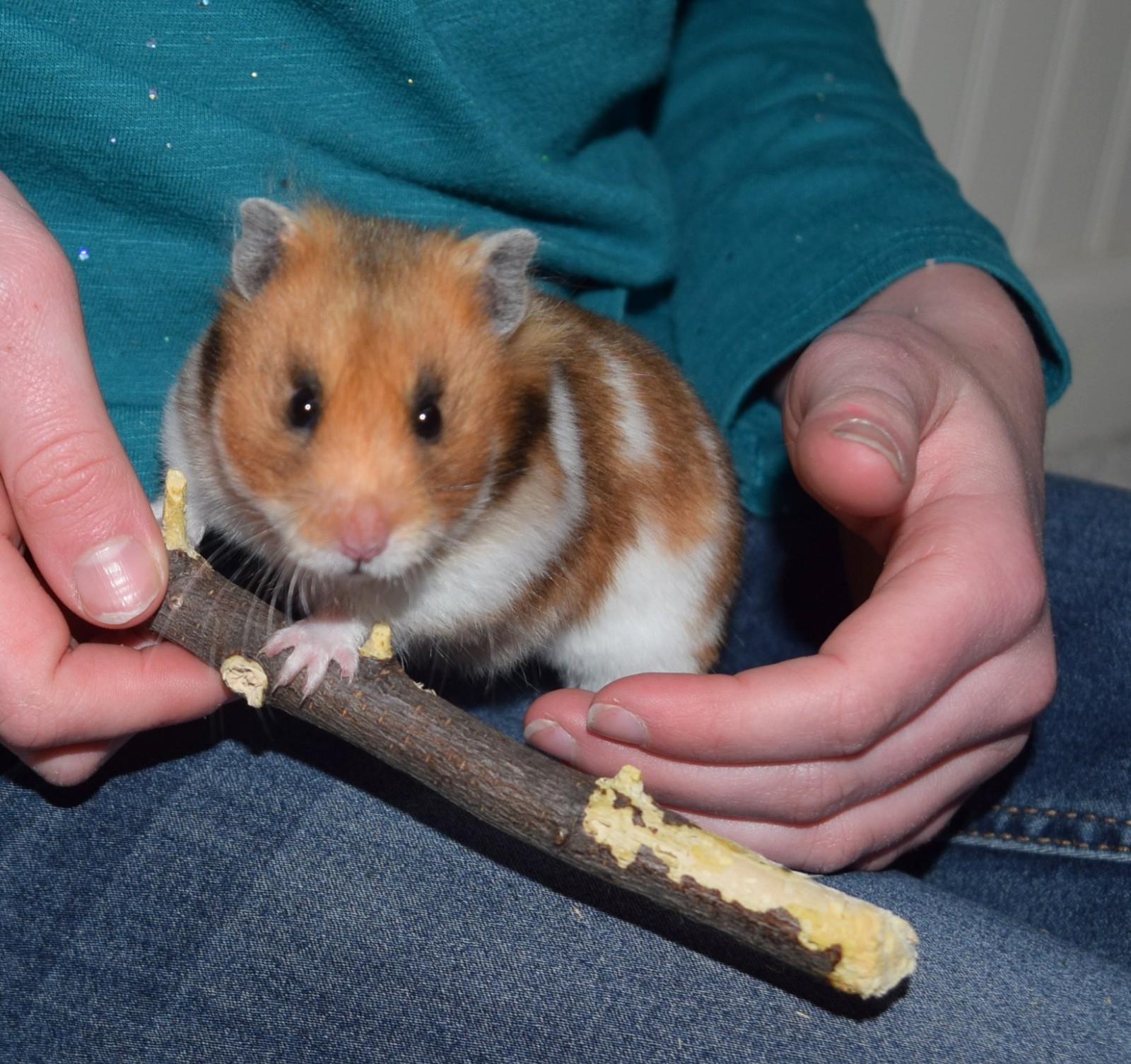 100% Organic Pear Wood Chew Sticks Twigs – Pets Rabbit Hamster Guinea Pig Toy