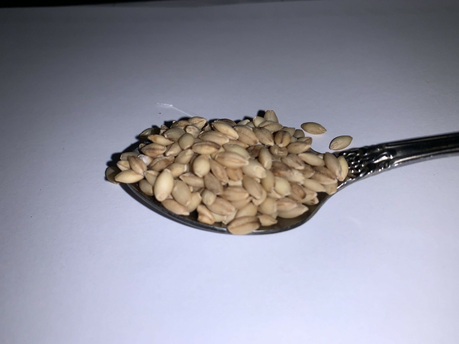 200 Seeds of Barley High Germination Rate, Heirloom Non-GMO Fresh Seeds