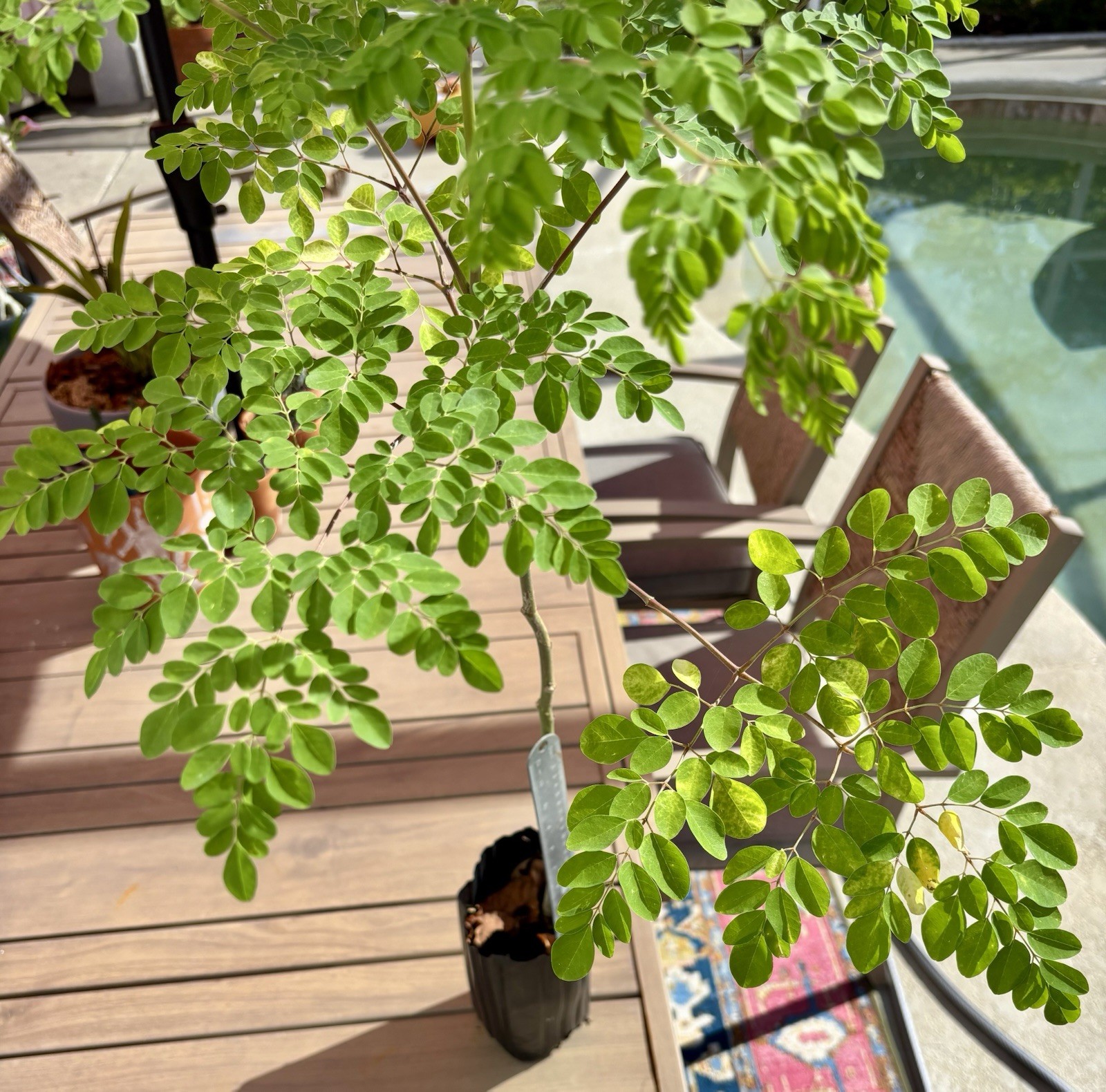 Moringa Tree / DrumStick Tree in Growing Pot – Over 2’ Live Tree Well Rooted!