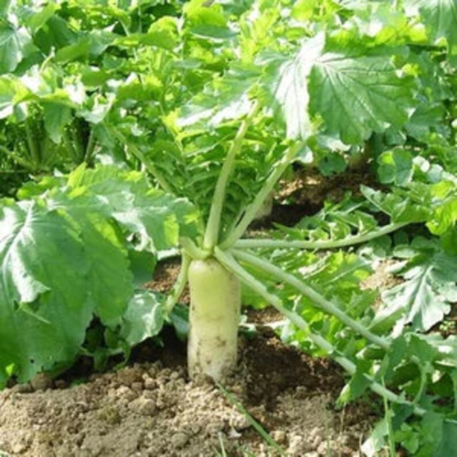 400pcs White Icicle Radish Seeds – Heirloom, Non-GMO, Planting Guide Included