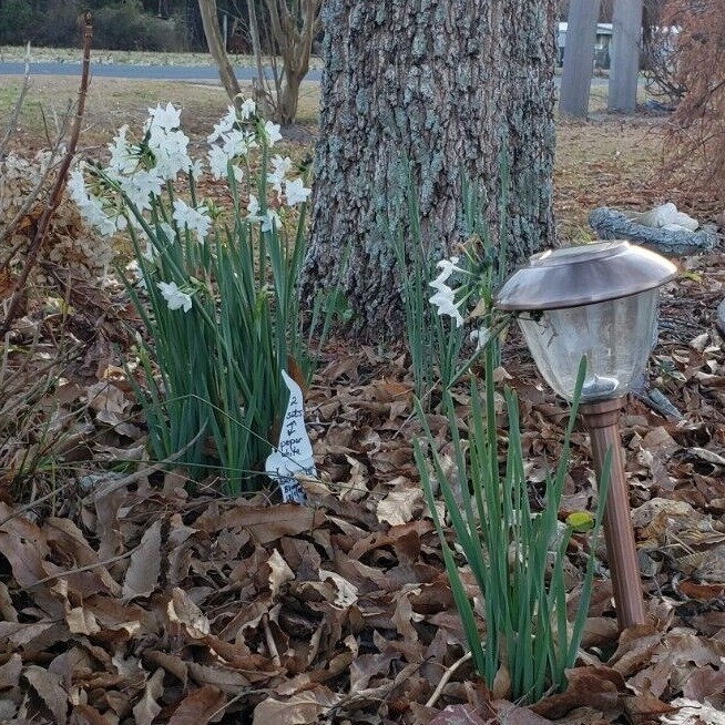 Daffodil Paperwhite / Various Live Bulbs Large Single Bloom Flower Set of 10