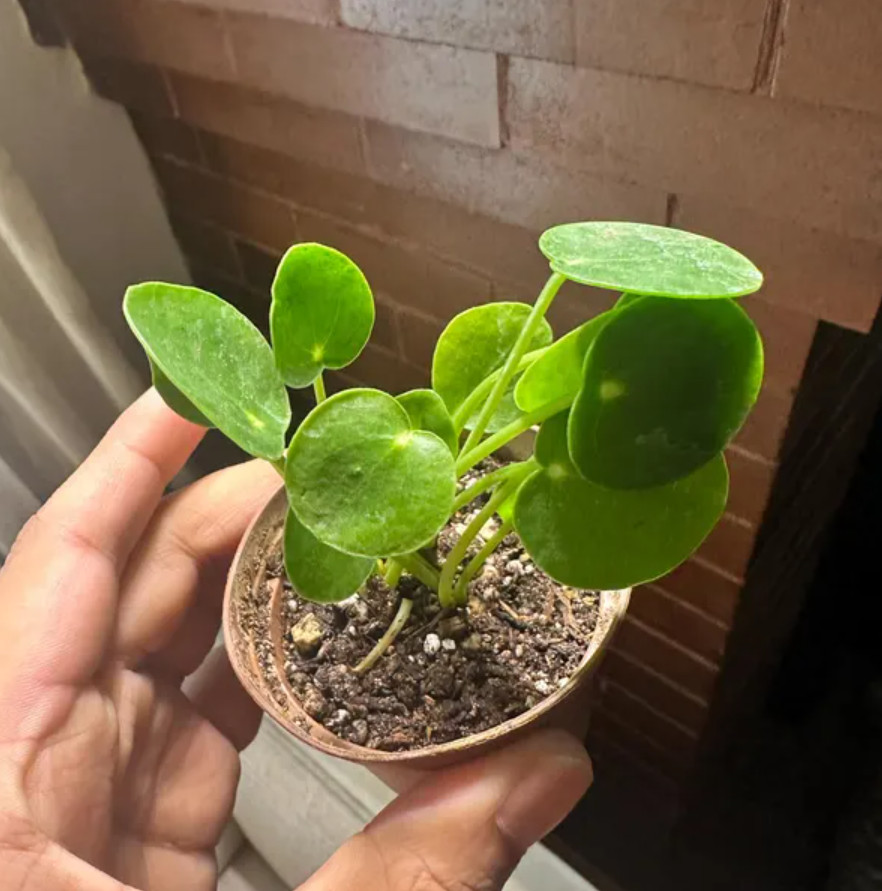 Live Pilea Peperomioides – Chinese Money Plant – 2” Pot – Easy Care Indoor
