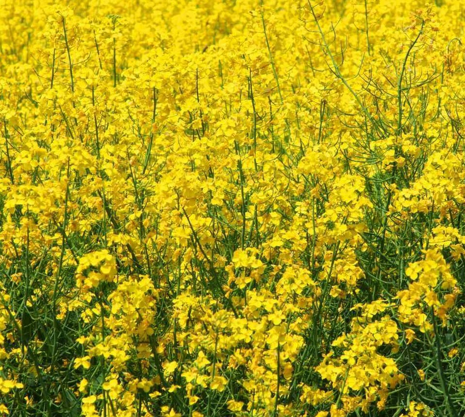 YELLOW MUSTARD SEEDS 500+ micro-greens MAKE YOUR OWN MUSTARD FREE SHIPPING