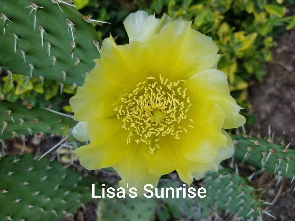 Eastern Prickly Pear Cactus WINTER / COLD HARDY IN BUFFALO NY Succulent Plant