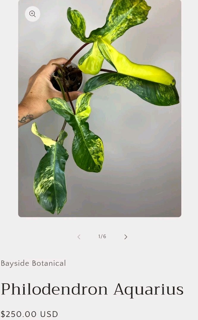 Rare XL Philodendron Florida Beauty X Paraiso Verde 28″ Wide 14″ Leaf Monstera