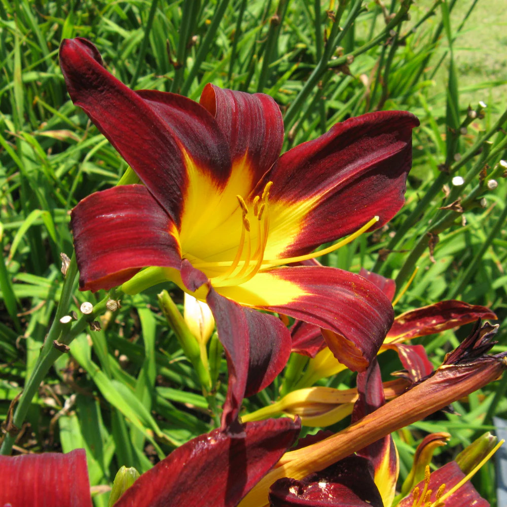 3 Ming Toy Daylily Hemerocallis ‘Ming Toy’ Bare Root Plant