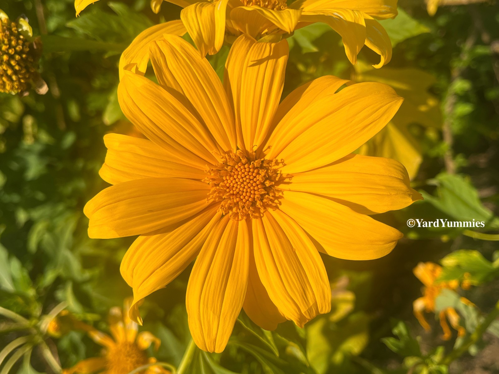 Mexican Sunflower Cuttings (Unrooted) Yellow Flower- Permaculture Chop & Drop